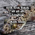 Erek Erek Tokek 2D 3D 4D Lengkap Disertai Kode Alam