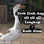 Erek Erek Angsa 2D 3D 4D Lengkap Disertai Kode Alam